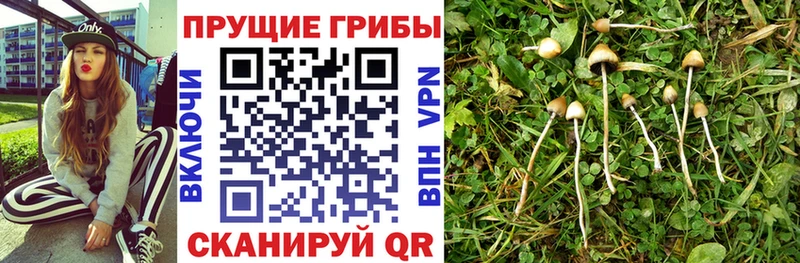 MEGA зеркало  магазин продажи наркотиков  Берёзовка  Псилоцибиновые грибы мицелий 